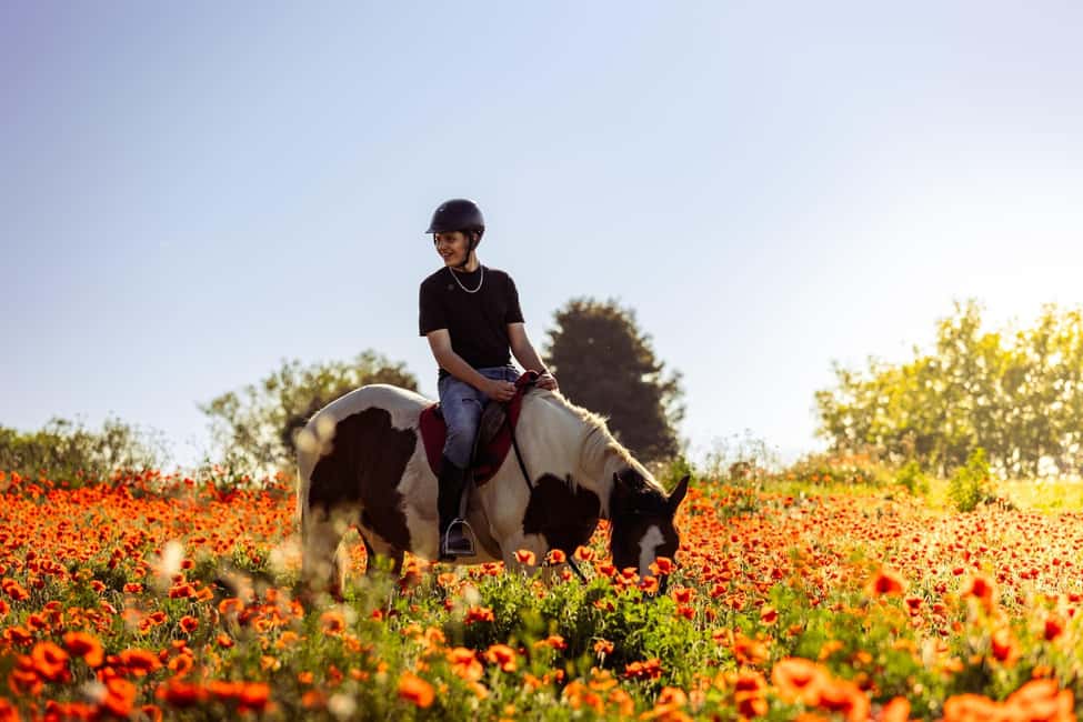 Horse Sanctuary in Rome - The sanctuary portion: grooming, feeding, and learning horse behavior